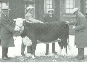 livestock judging