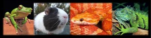 Pocket Pets 2